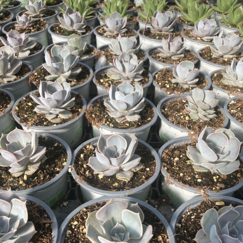 Succulente Echeveria Lilacina