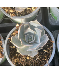 Succulente Echeveria Lilacina