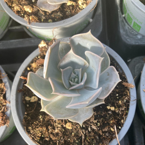 Succulente Echeveria Lilacina