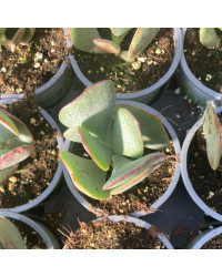 Succulente Crassula Arborescens