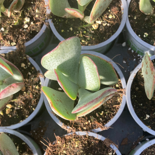 Succulente Crassula Arborescens