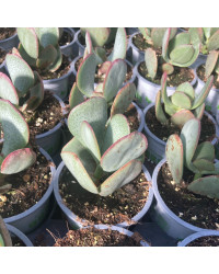 Succulente Crassula Arborescens
