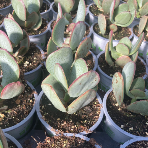 Succulente Crassula Arborescens