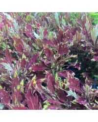 Coleus Red Yellow Finger