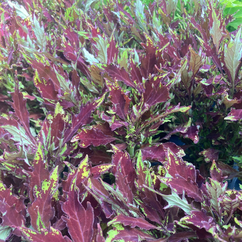 Coleus Red Yellow Finger