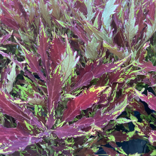 Coleus Red Yellow Finger