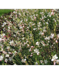 Gaura Lindheimeri Geyser Blanc
