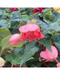 Begonia Pendula rose