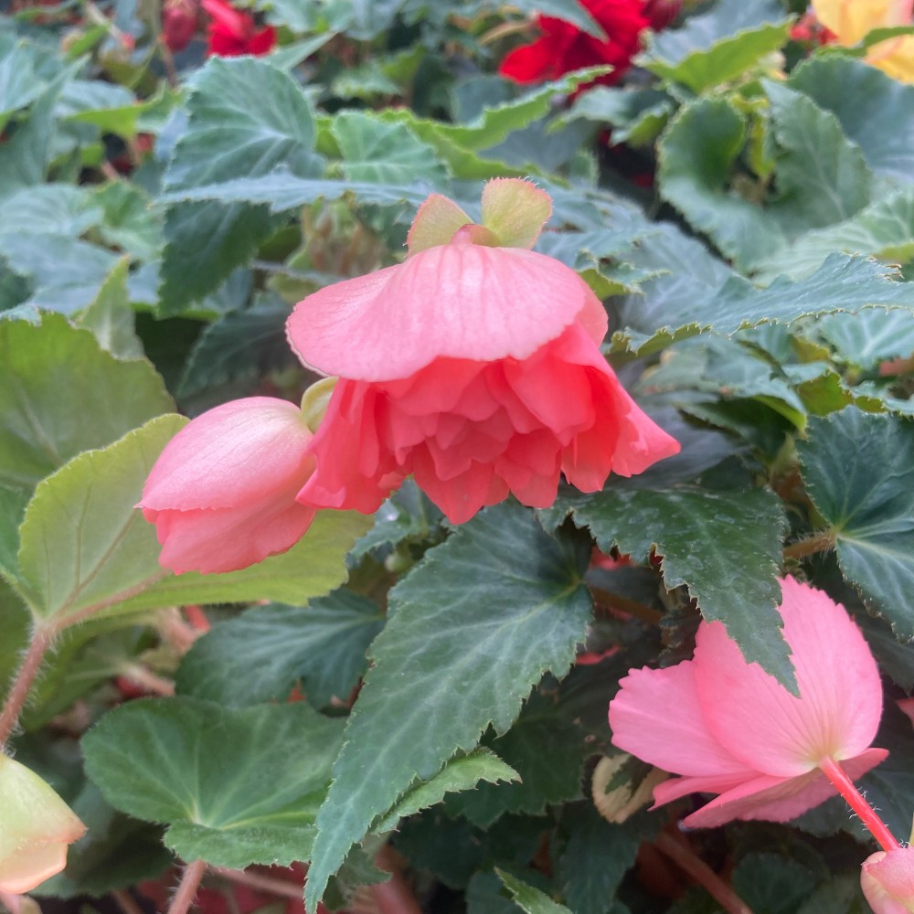 Begonia Pendula rose