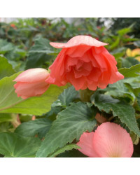 Begonia Pendula rose