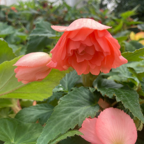 Begonia Pendula rose