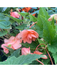 Begonia Pendula rose