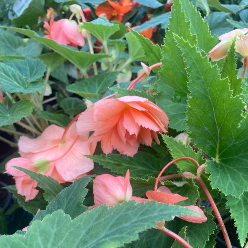 Begonia Pendula rose