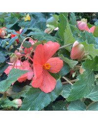 Begonia Pendula rose