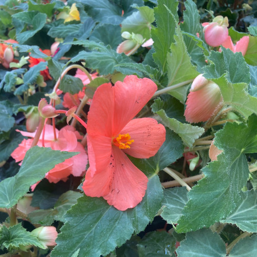 Begonia Pendula rose