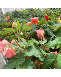 Begonia Pendula rose