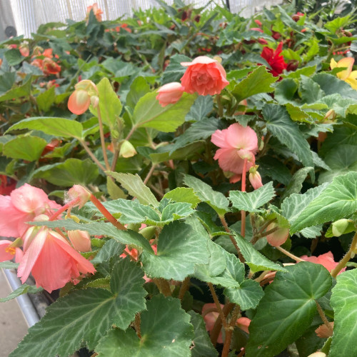 Begonia Pendula rose