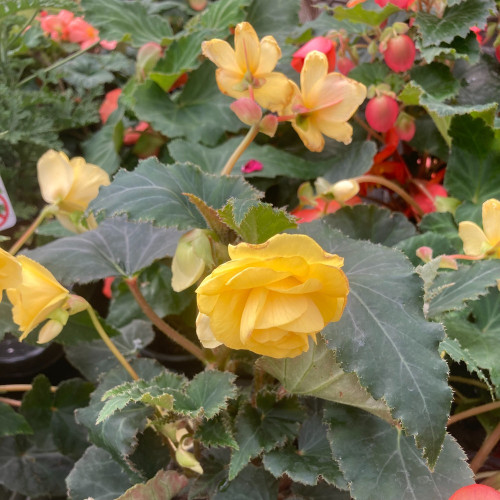 Begonia Pendula jaune