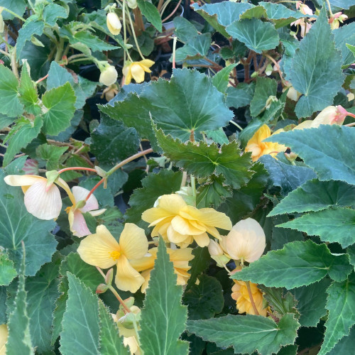 Begonia Pendula jaune