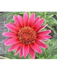 Gazania Sunbathers Otomi