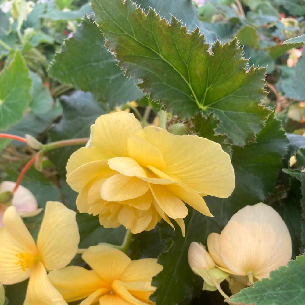 Begonia Pendula jaune