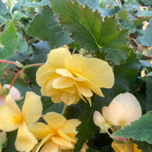 Begonia Pendula jaune