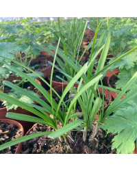Agapanthe Agapanthus Sivermoon