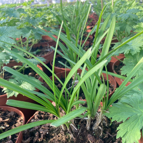Agapanthe Agapanthus Sivermoon