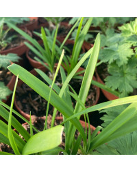 Agapanthe Agapanthus Sivermoon