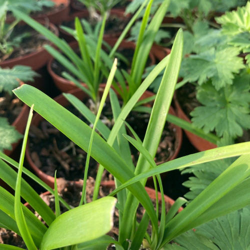 Agapanthe Agapanthus Sivermoon