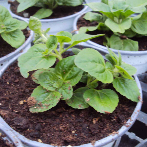 Ageratum Aguilera Purple