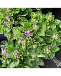 Ageratum Aguilera Blue