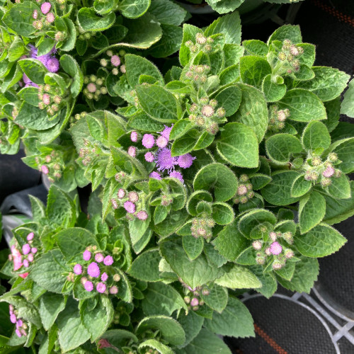 Ageratum Aguilera Blue