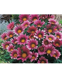 Gazania Sunbathers Otomi