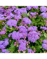 Ageratum Aguilera Blue