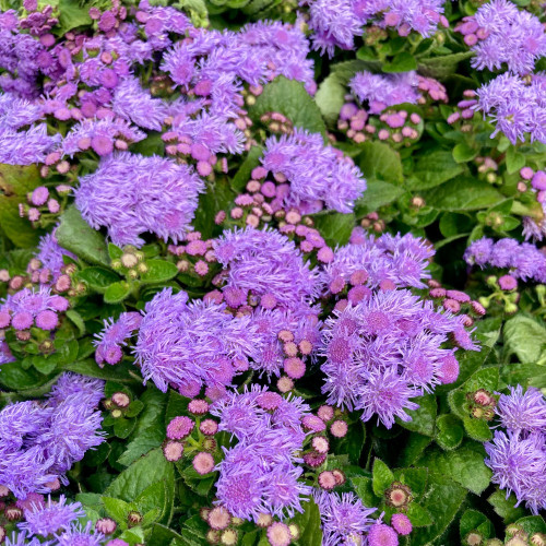 Ageratum Aguilera Blue