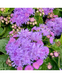 Ageratum Aguilera Blue