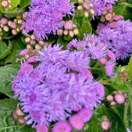 Ageratum Aguilera Blue