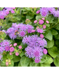 Ageratum Aguilera Blue