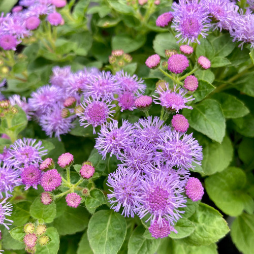 Ageratum Aguilera Blue