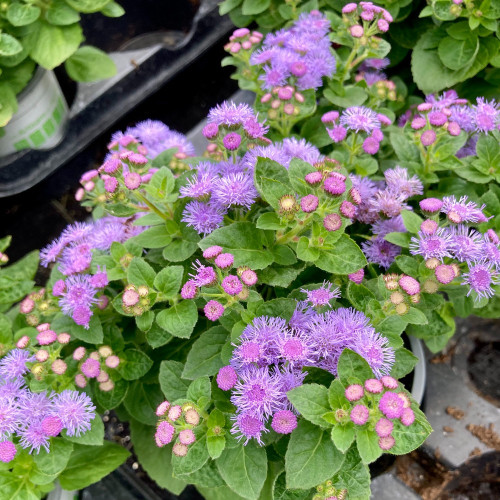 Ageratum Aguilera Blue