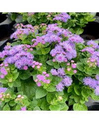Ageratum Aguilera Blue