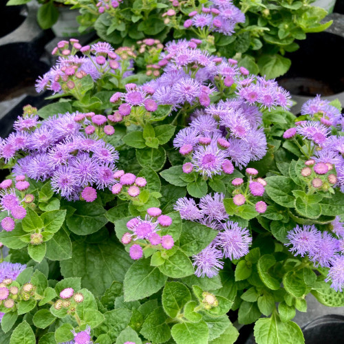 Ageratum Aguilera Blue