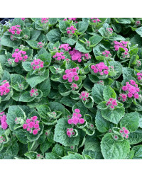 Ageratum Aguilera Purple