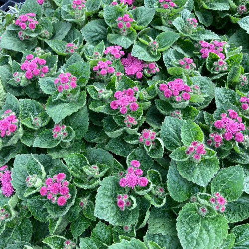 Ageratum Aguilera Purple