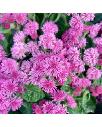Ageratum Aguilera Purple