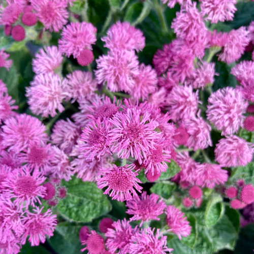 Ageratum Aguilera Purple