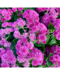 Ageratum Aguilera Purple