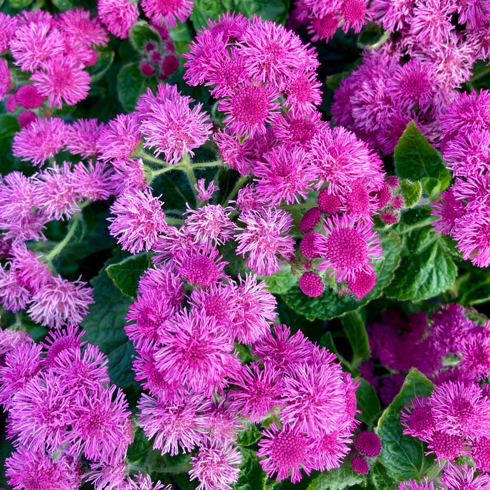 Ageratum Aguilera Purple