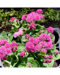 Ageratum Aguilera Purple